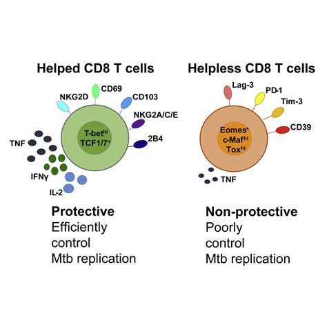 Cd4 T Cell Help Prevents Cd8 T Cell Exhaustion And Promotes Control Of