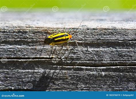 Macro Of A Small Yellow And Black Striped Insect Stock Image Image Of