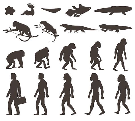 Menschliche Evolution Vektoren Und Illustrationen Zum Kostenlosen Download Freepik