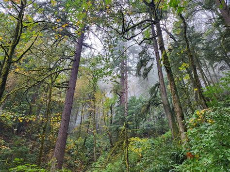 Forest Park, Portland, OR, USA : r/trailrunning