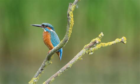 Kingfisher Jewel Of The Waterways Denis Oregan Photography West