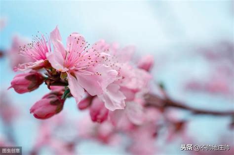 心理測試：喜歡下面哪個桃花，測你今年的下半年桃花運怎麼樣，准 每日頭條