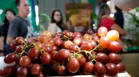 Come A Hoje A Festa Da Uva E Expo Vinhos De Jundia Portal A