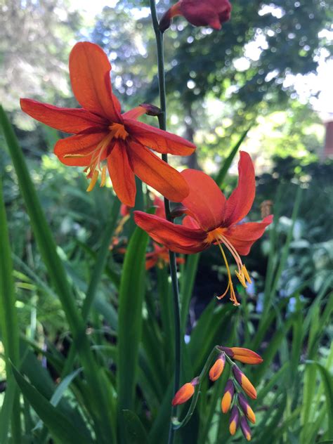 Crocosmia 'Babylon' (Montbretia) - Keeping It Green Nursery