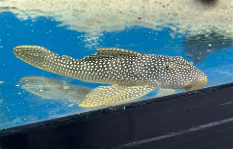 L14 Goldie Pleco - - Live Fish (One Item)