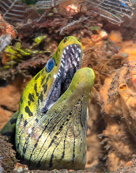 Premium Photo | A large green moray eel shows its very sharp teeth
