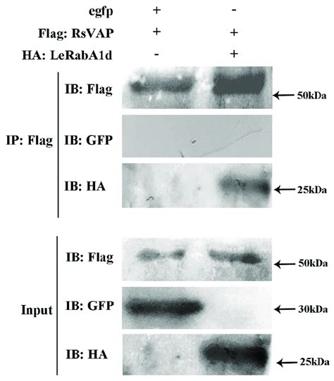 Co Immunoprecipitation Assay Confirming Rsvap Interaction With Download Scientific Diagram