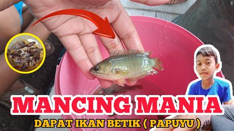 HASIL FIRMAN MANCING DI SUNGAI DAPAT IKAN BETIK PAPUYU BANYAK YouTube