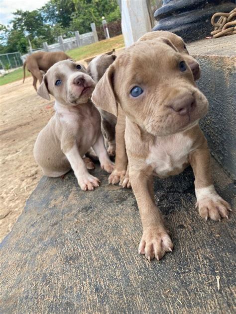 For Sale Full Breed Red Nose Pitbull Puppies Need New Homes Santa Cruz