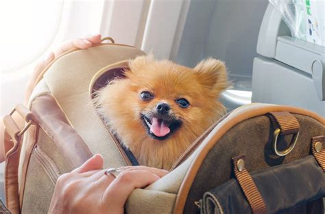 Conheça as regras para o transporte de animais em avião