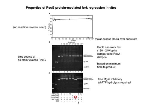 Ppt Genomic Rescue Restarting Failed Replication Forks Part Ii