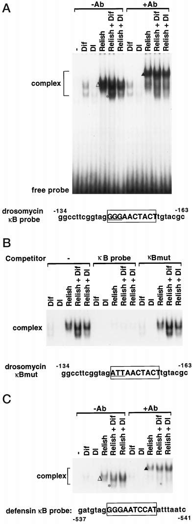 Rel Proteins Bind To B Sites In The Promoters Of Drosomycin And