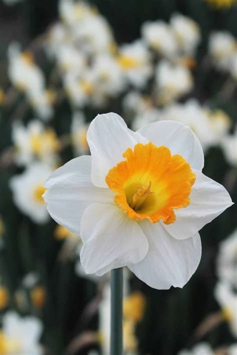 Buy Orange Sunset Bulbs Online - Autumn, Daffodils, Trumpet Daffodils ...