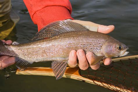 "Arctic Grayling" Images – Browse 246 Stock Photos, Vectors, and Video | Adobe Stock