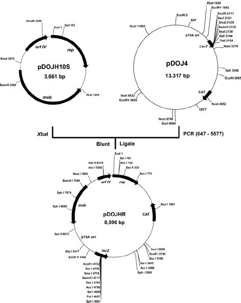 Construction Strategy And Restriction Enzyme Map Of The E Coli B