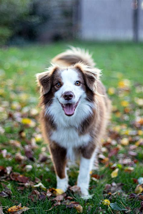 cute dog       cute dog  stock