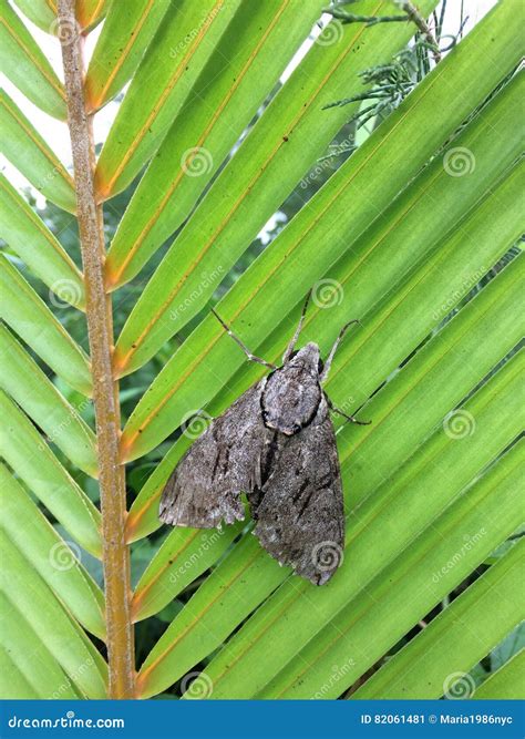 Moth On Palm Tree Royalty-Free Stock Photo | CartoonDealer.com #77604735