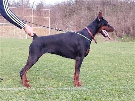 Doberman Tenci Halo Oglasi