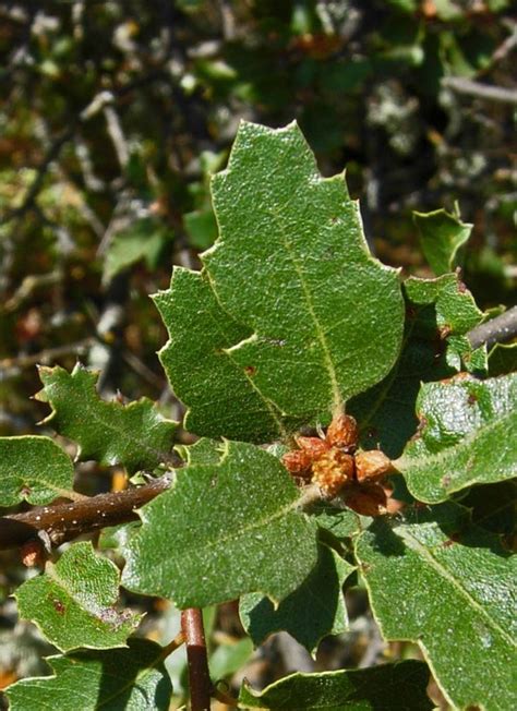 Quercus Berberidifolia Calflora