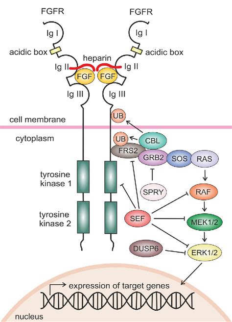 Figure From Fgf Erk Signaling Pathway How It Operates In Mammalian