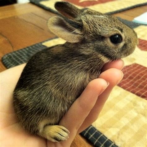 Wild Baby Bunny Wild Baby Wild Bunny Baby Bunnies