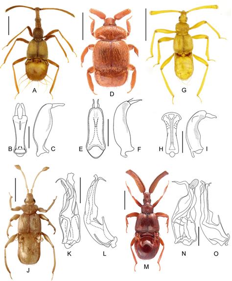 Habitus And Male Genitalia In Dorsal And Lateral View Of The New Download Scientific Diagram