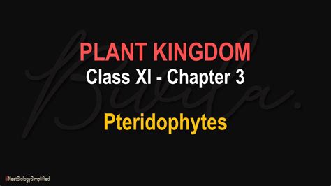 Plant Kingdom Pteridophytes Psilopsida Lycopsida Class XI