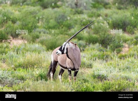 Common Antelope Gemsbok Oryx Gazella In Kalahari After Rain Season