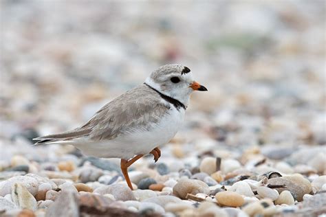 Florida Keys wildlife: 12 animals not to miss & when to see them