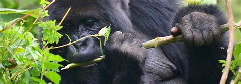 Safaris Rwanda Safari - Gorilla Trekking Holidays and Wildlife Tours