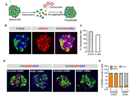 Fig S3 Adar1 Knockdown In Human Islets A Schematic Of Experiment