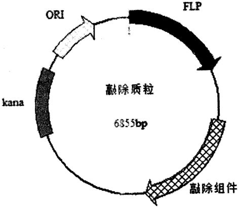 一种细菌纤维素高产菌株的构建方法与流程