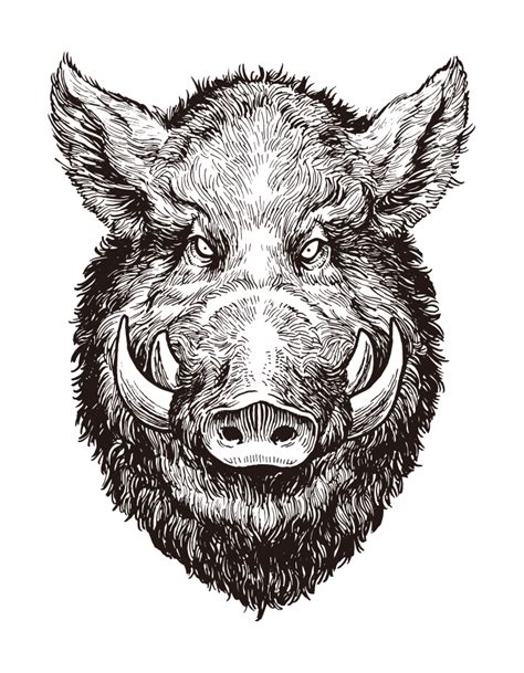 Wild Boar Face Drawing Ai Illustrator File Us500 Each Ai