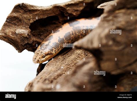 Kenyan Sand Boa Eryx Colubrinus Stock Photo Alamy