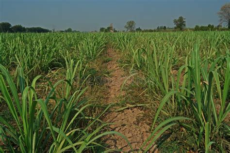 Sugarcane Planting And Fertilizer Application Stock Photo Image Of