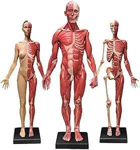 Lehrmodell Anatomie Menschliche Anatomie Figur Modell Weiblicher Und