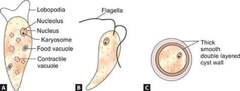 Naegleria Fowleri Flagellate