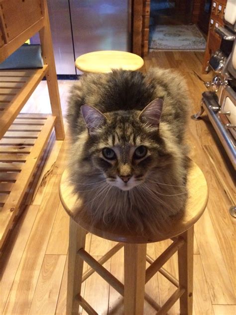 30 Adorable Photos Of Cats Who Turned Into Loaves Of Bread I Present