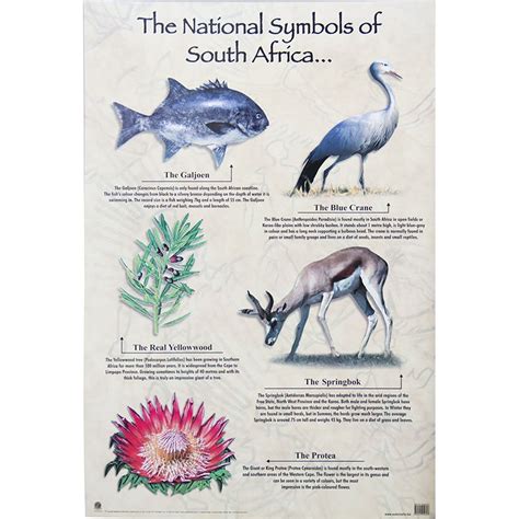 Poster - South Africa National Symbols | National symbols, Symbols, Africa