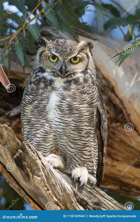 An Ever Viligant Female Great Horned Owl Observes Us As We Admire Her