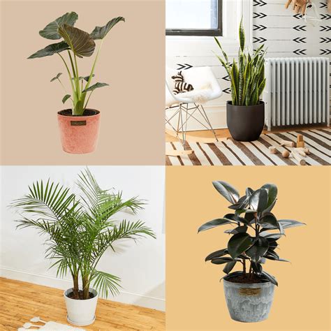 Tall Household Plants