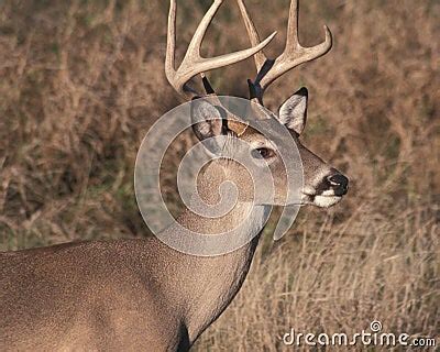 Eight Point Buck Stock Photo - Image: 1564910