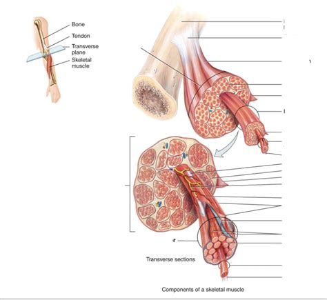 Skeletal Muscle Organization Diagram Quizlet