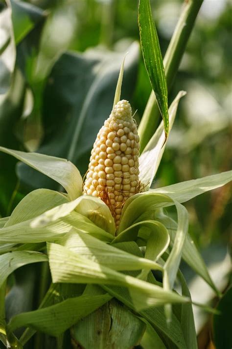 sweet corn   field stock image image  nature