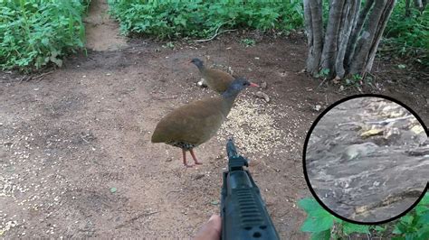 Caçada De Mocólambu E Rolinha Na Ceva De Milho Com Carabina Hatsan