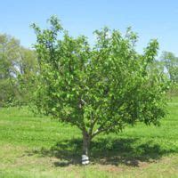 Fruit Trees for Sale - Buy Fruit Trees from Stark Bro's Nurseries