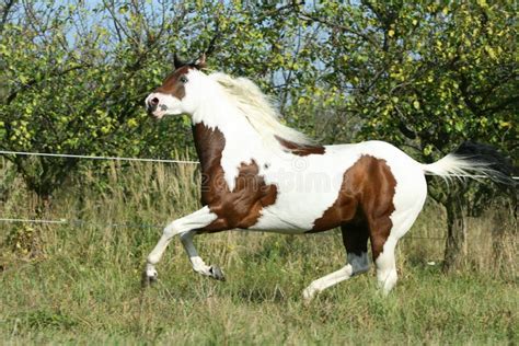 Paint Horse Running Royalty Free Stock Photos - Image: 30159528