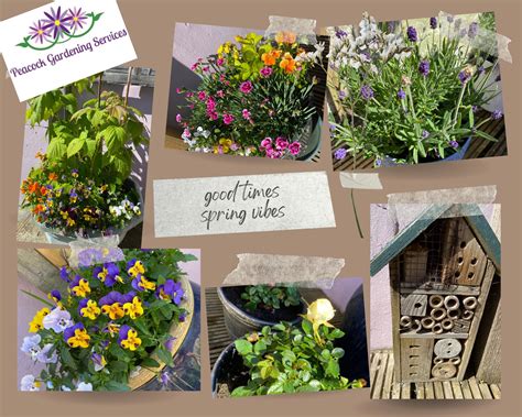 garden centers in my area with peacocks 9
