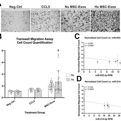 MSC Exo treatment 50 µg mL elicits a chemotactic AF cell response