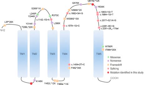 Deleterious Frameshift Variants In The Prom Protein Structural